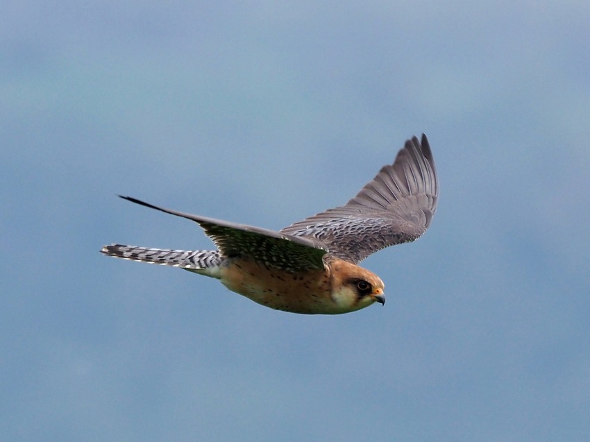 L''anno dei Falchi cuculi (Falco vespertinus)